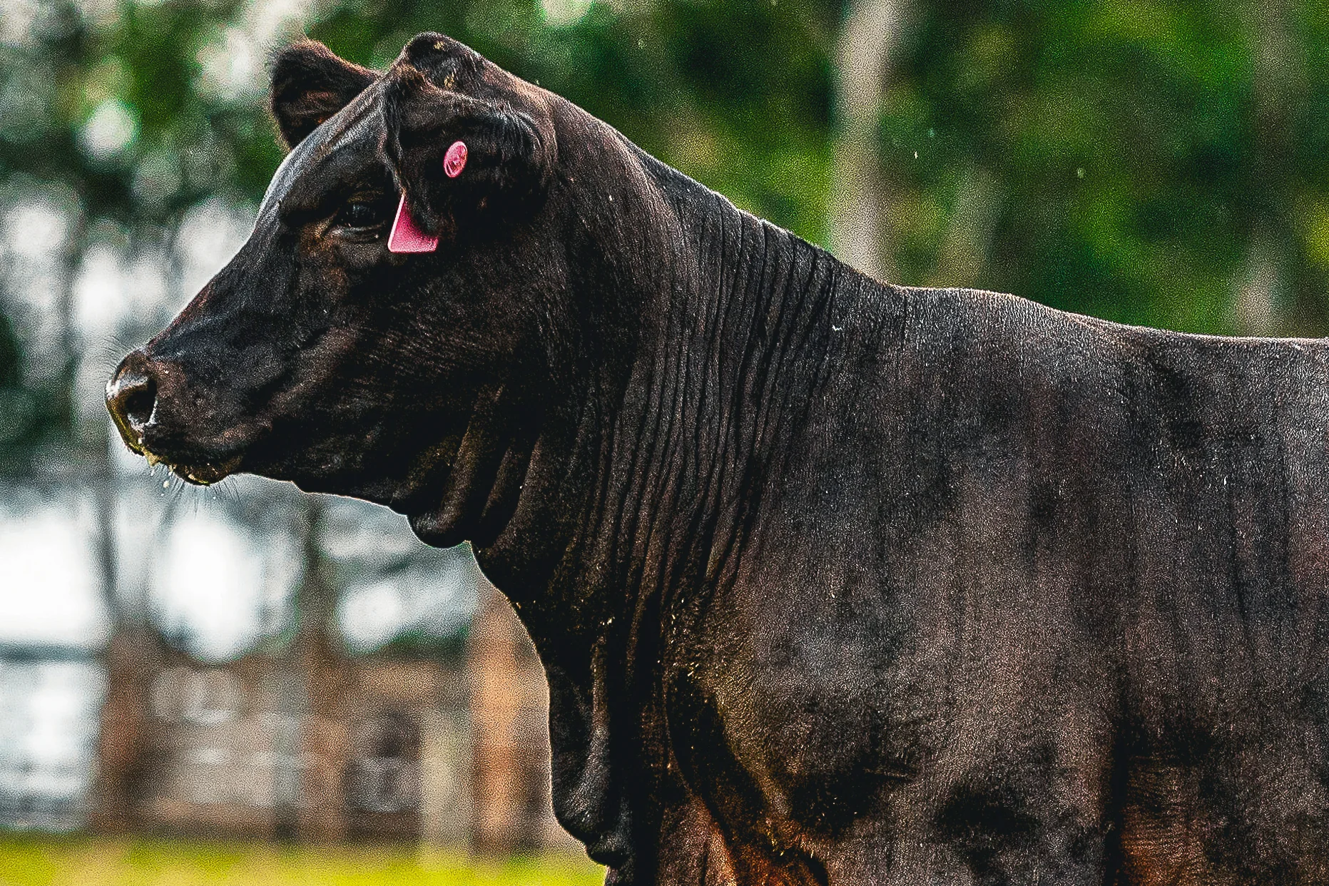 Criatório de Uruguaiana conquista Prêmio Mérito Genético Ultrablack