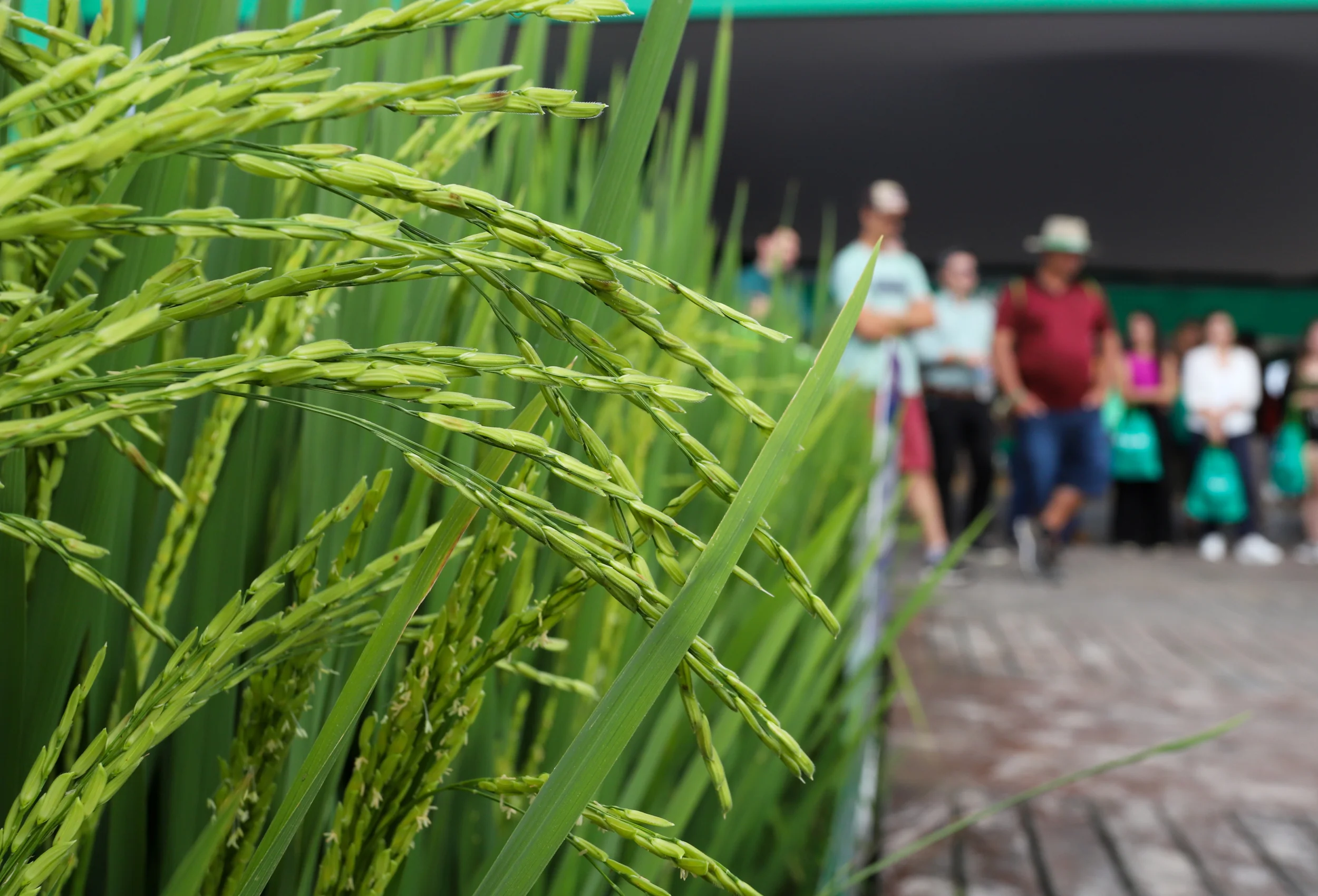 Abertas inscrições para a 36ª Abertura Oficial da Colheita do Arroz